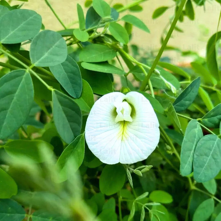 Aparajita Flower Seeds White for Planting – Heirloom Non-GMO High Germination Organic Seeds