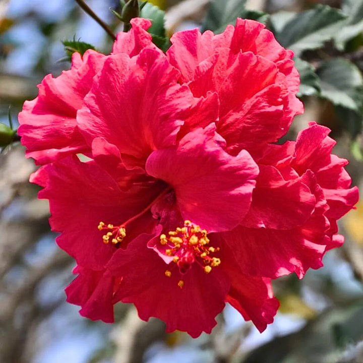 Double Red Hibiscus Flower Seeds for Planting – Heirloom, Non-GMO, High Germination