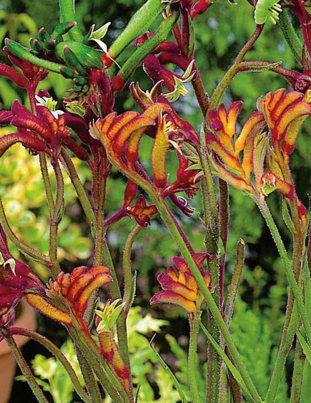 Mixed Anigozanthos Flower Seeds – Heirloom, Non-GMO, High Germination Seeds