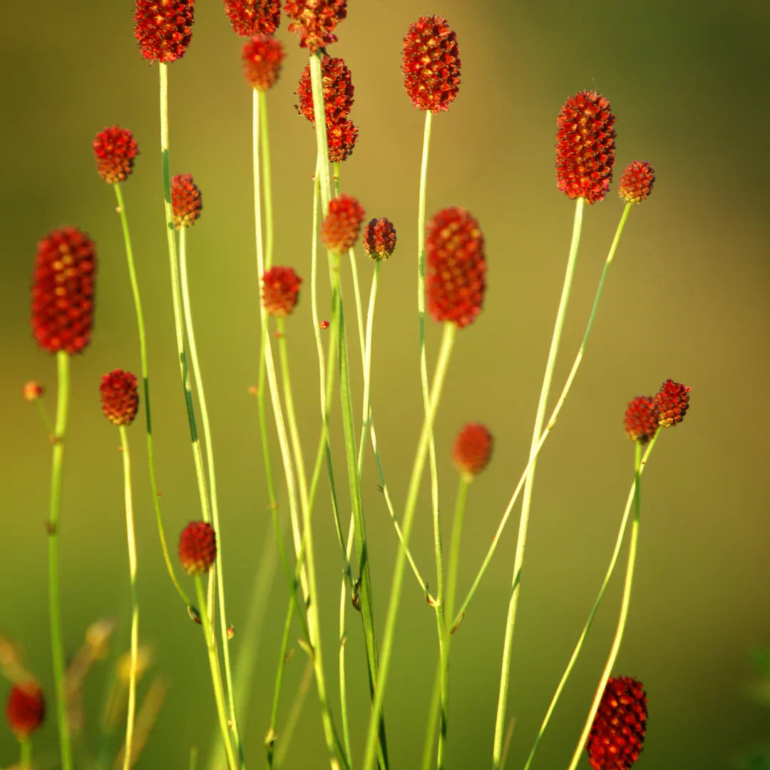 Red Burnet herb seeds