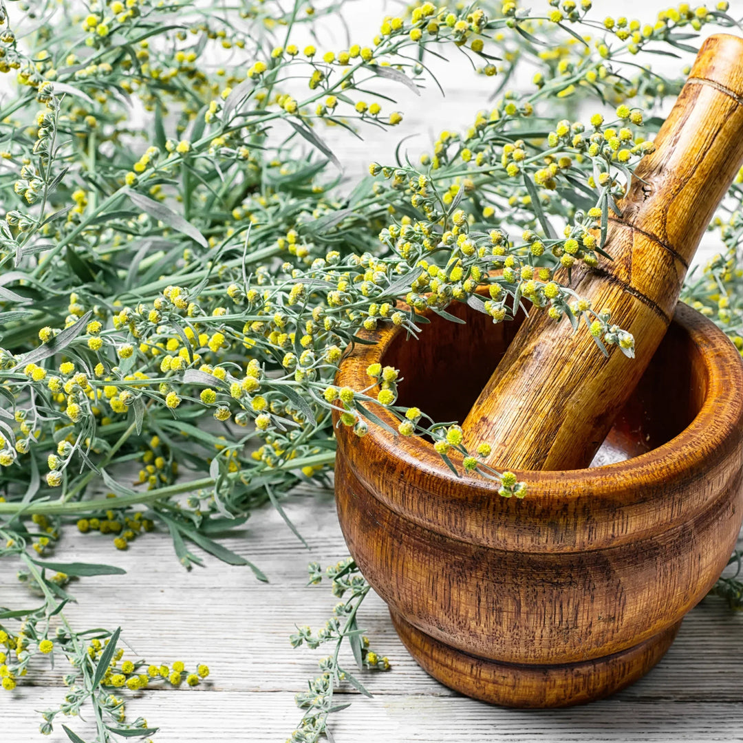 Absinthe Wormwood herb seeds