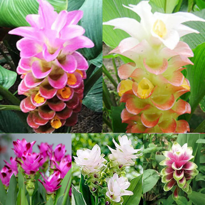 Mixed Curcuma Flower Seeds for Planting – Heirloom Non-GMO High Germination Seeds