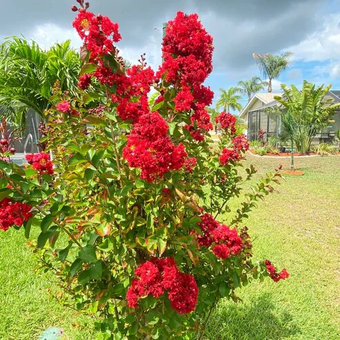 Semillas de flores Lagerstroemia Rojas – Herencia, no transgénicas, de alta germinación