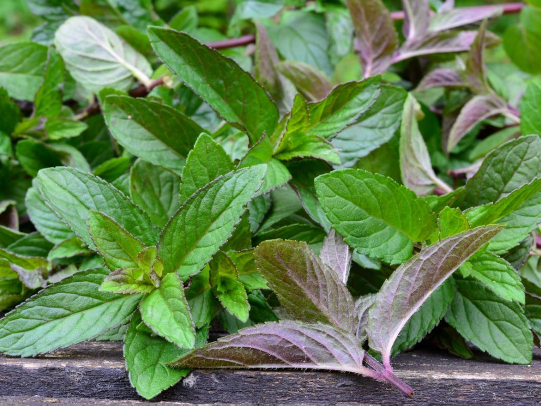 Green Water Mint Plant Seeds for Planting – Heirloom Non-GMO High Germination Organic Garden Seeds