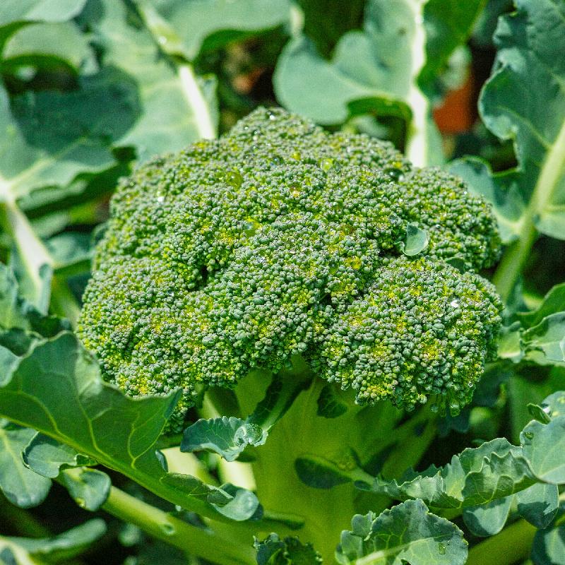 Calabrese Broccoli Seeds – Heirloom, Non-GMO, High Germination Organic Garden Seeds