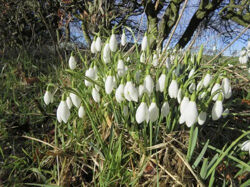 White Galanthus Nivalis Flower Seeds – Heirloom, Non-GMO, High Germination Seeds