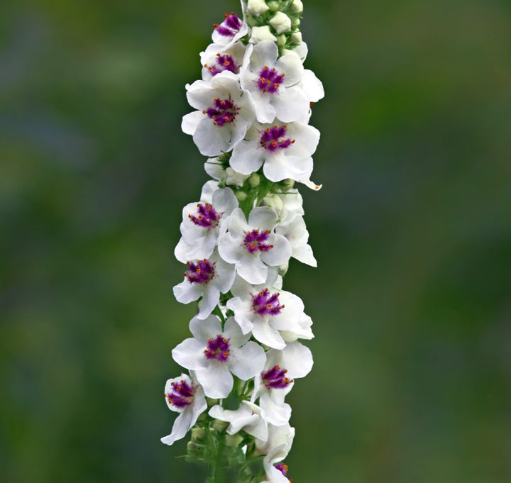 White Verbascum Flower Seeds for Planting – Heirloom, Non-GMO, High Germination