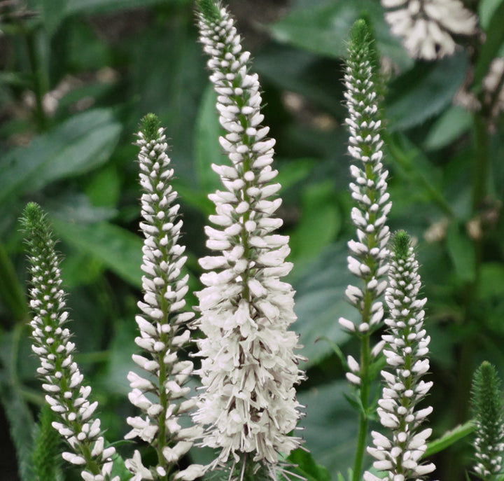 White Veronica Flower Seeds – Heirloom Non-GMO High Germination Organic Garden Seeds