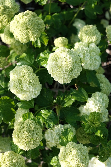 Light Green Viburnum Flower Seeds – Heirloom, Non-GMO, High Germination Seeds
