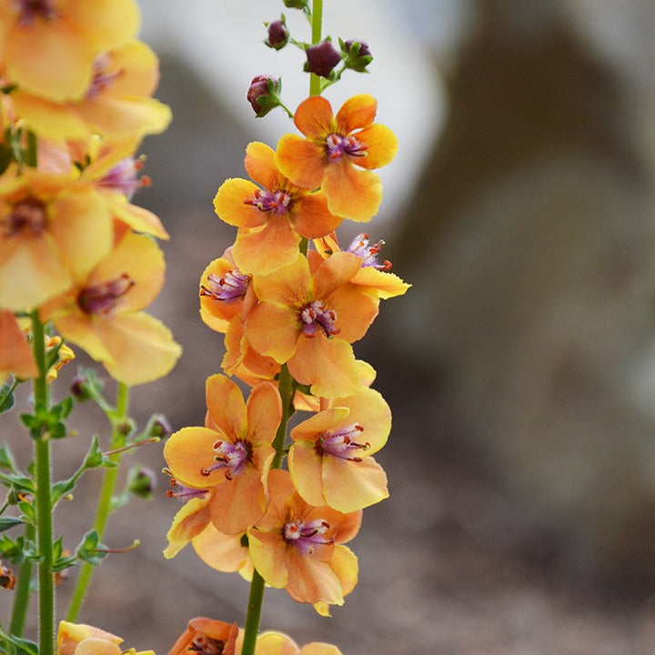 Orange Verbascum Flower Seeds – Heirloom, Non-GMO, High Germination Seeds