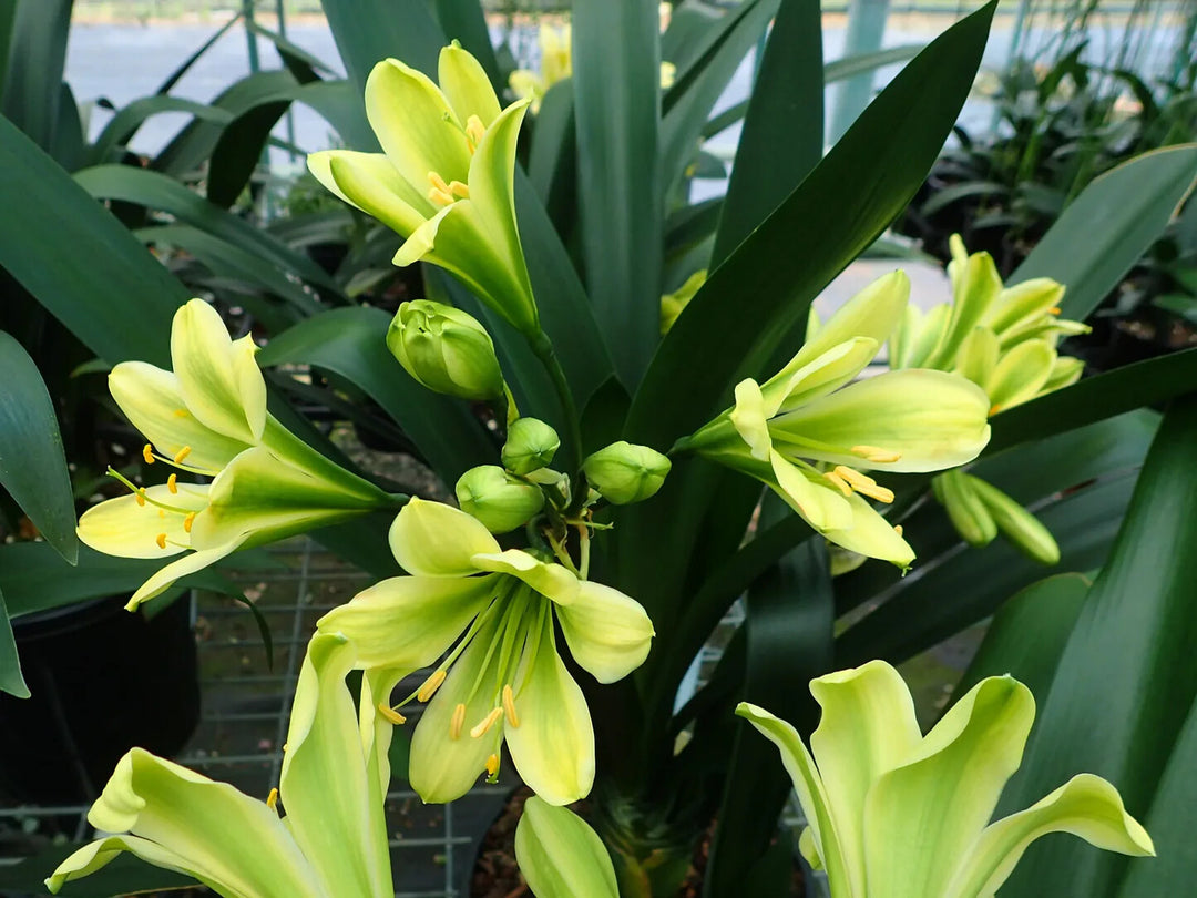 Green Perennial Clivia Flower Seeds for Planting – Heirloom Non-GMO Organic Garden Seeds