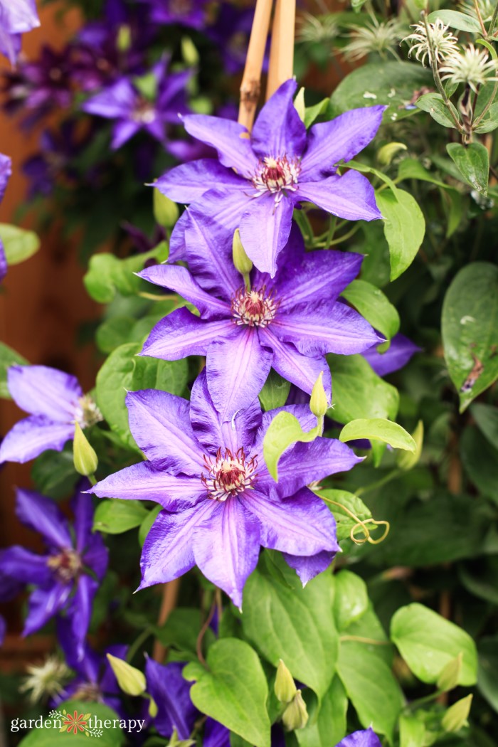 Purple Cleome Flower Seeds for Planting – Heirloom Non-GMO High Germination Seeds Seeds for Planting Organic Garden Seeds