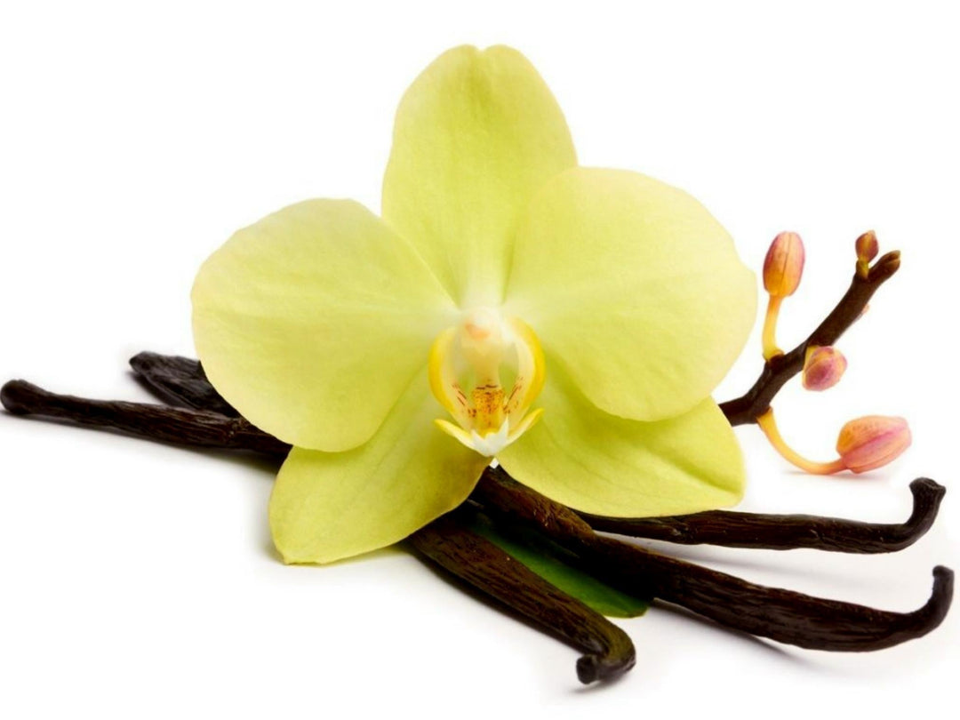 Vanilla Vanilla herb seeds