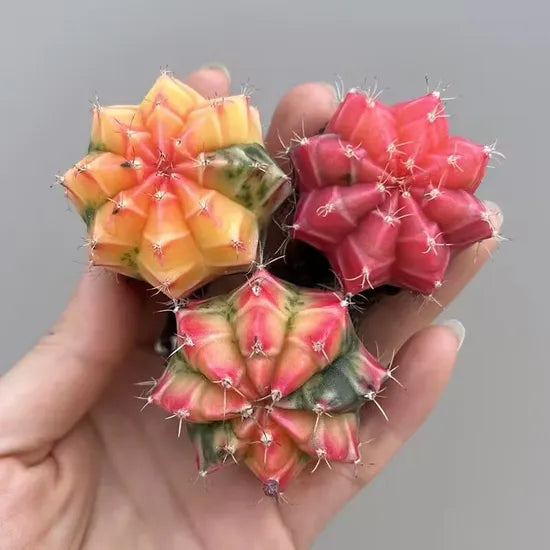 variegatedmooncactussucculentforsowingheirloomnongmohighgerminationorganicgarden flower seeds
