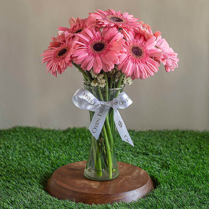 Pink Gerbera Flowers Seeds – Heirloom, Non-GMO, High Germination Seeds