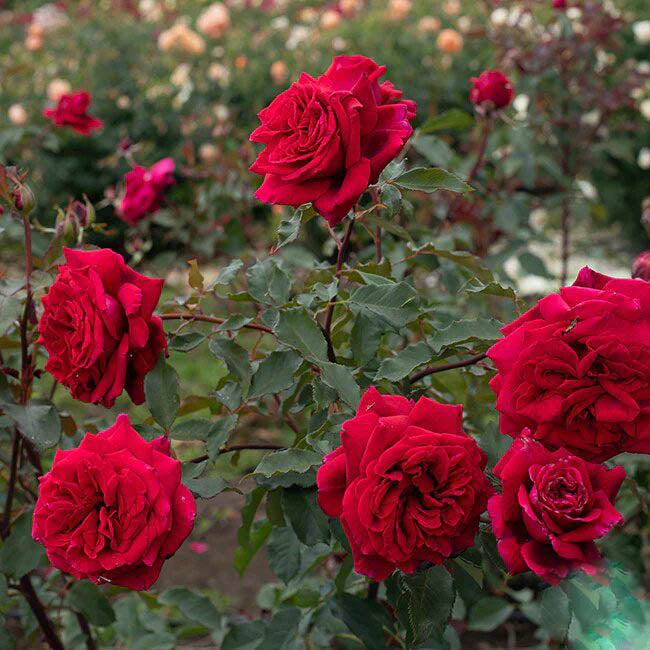 Red Osiria Rose Flower Seeds for Planting – Heirloom Non-GMO High Germination Organic Garden Seeds