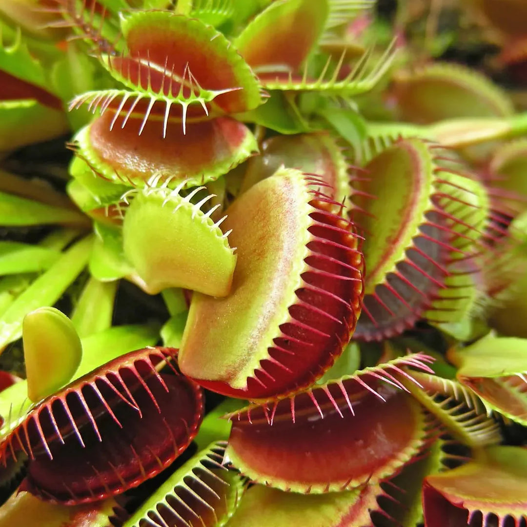 Flytrap Dionaea herb seeds