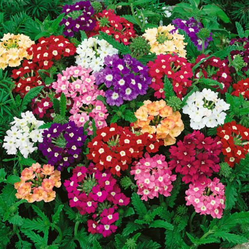 verbena open flower seeds