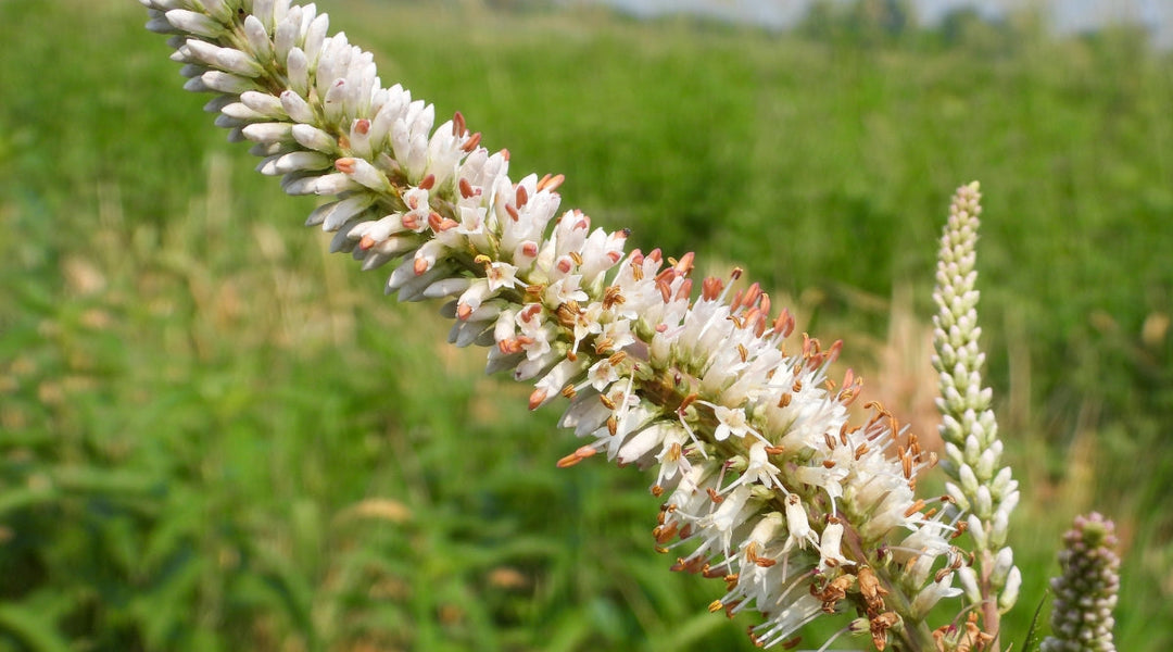 White Culvers herb seeds