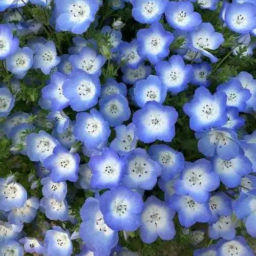veryornamentalmoisturelovinghighqualityvarietyellisiophyllummaximflowerheirloomnongmohighgerminationorganicgarden flower seeds