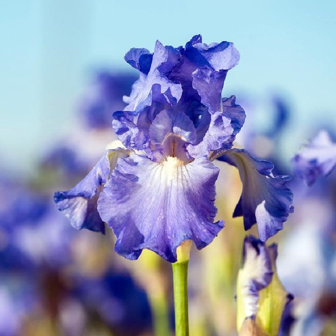 exotic bearded flower seeds