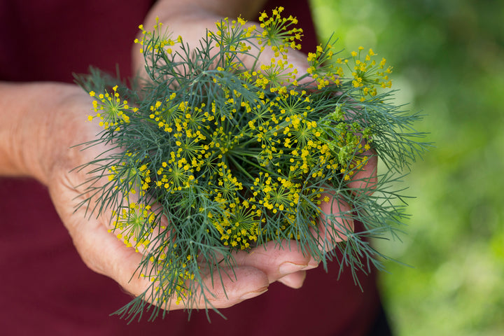 Vierling Dill Herb Seeds for Planting – Heirloom Non-GMO High Germination Organic Garden Seeds