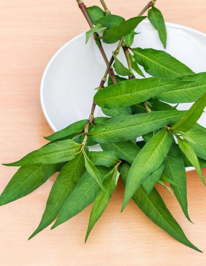 Green Vietnamese Coriander Plant Seeds for Planting | Heirloom Non-GMO High Germination Seeds