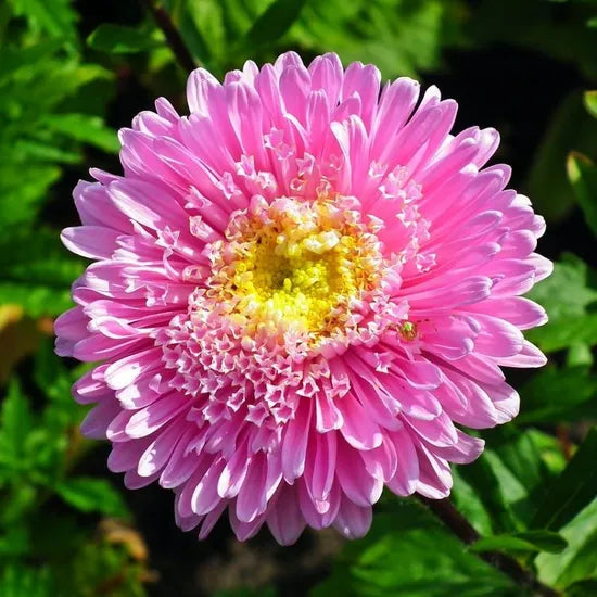 vigorousgrowthlikesmoisturesummerandautumnfloweringornamentalflowercallistephusheirloomnongmohighgerminationorganicgarden flower seeds