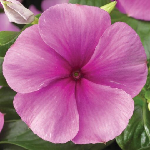 vinca sunstorm flower seeds