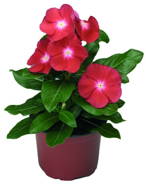 vinca sunstorm flower seeds