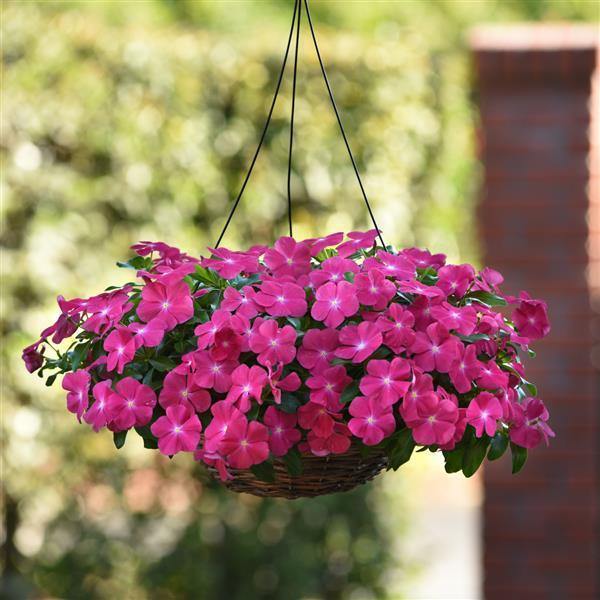Semillas de petunia colgante rosa oscuro – Cimarrón, no transgénico, semillas de alta germinación