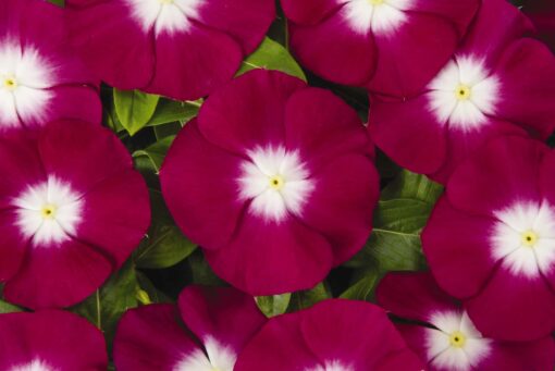 vincaburgundyhaloimportedheirloomnongmohighgerminationorganicgarden flower seeds