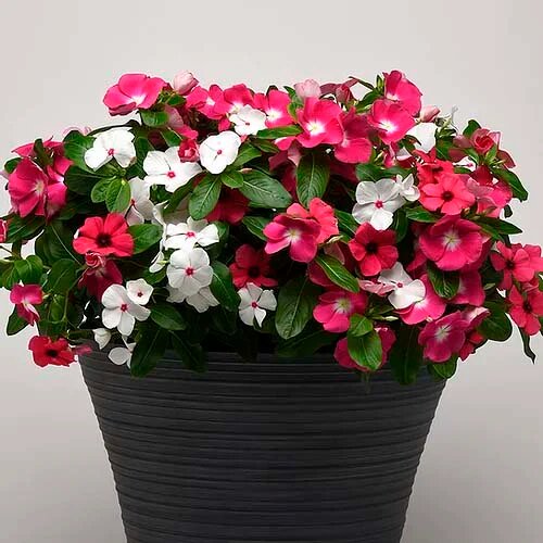 Mixed Vinca Flower Seeds – Heirloom, Non-GMO, High Germination Seeds