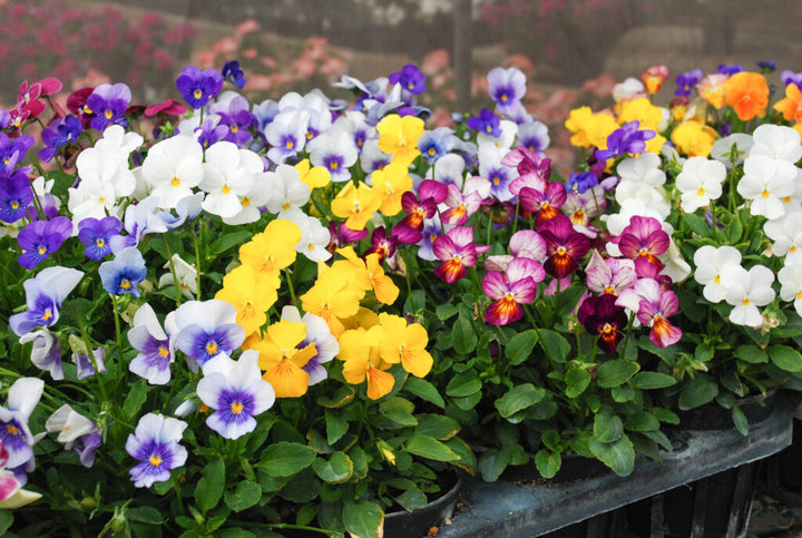 Heavenly Pansy Flower Seeds Stratified – Heirloom, Non-GMO, High Germination Seeds