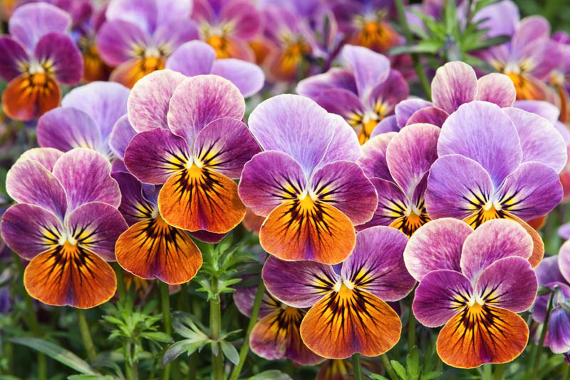 Mixed Wittrockiana Pansy Flower Seeds – Heirloom, Non-GMO, High Germination Seeds