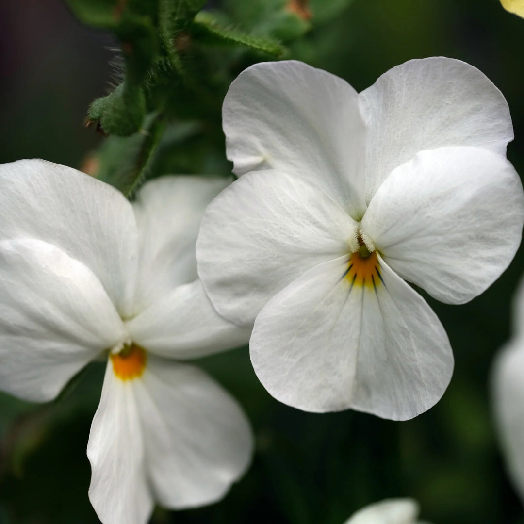 Giant White Pansy Flower Seeds – Heirloom, Non-GMO, High Germination Seeds