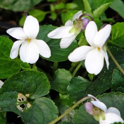 White Viola Odorata Flower Seeds – Heirloom Non-GMO High Germination Organic Garden Seeds