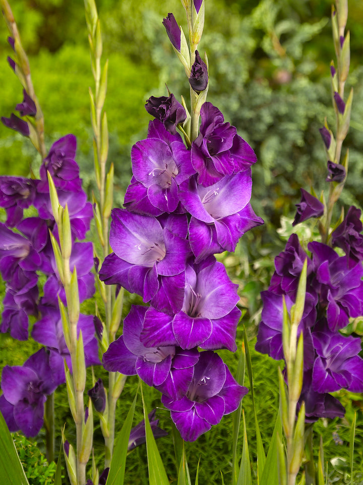 Gladiolus Flower Seeds Purple Heirloom Non-GMO High Germination Organic Garden Seeds for Planting