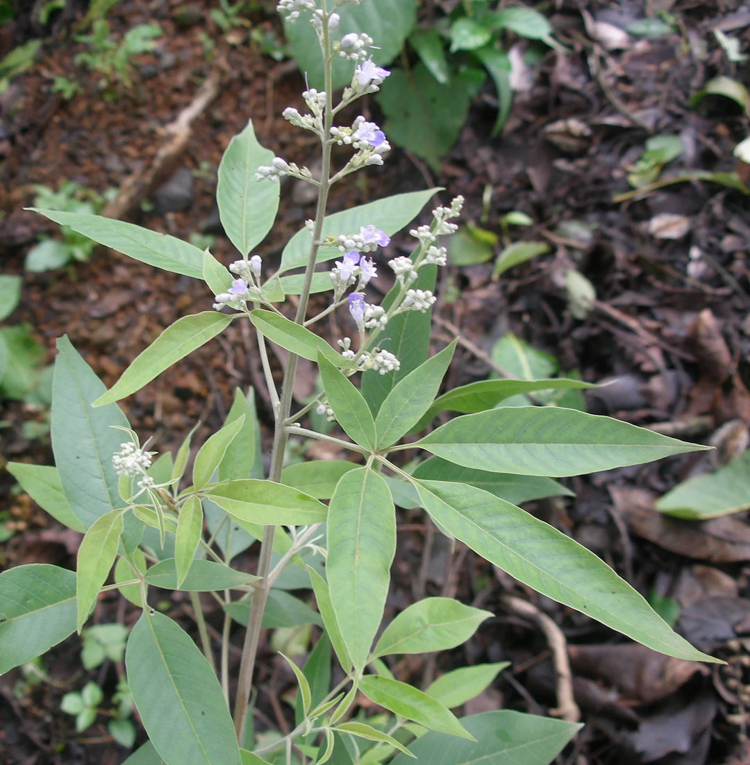 Brown Nirgundi herb seeds