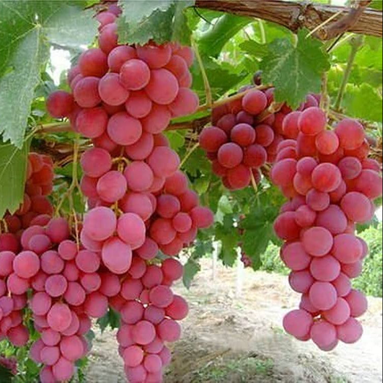 grape vitis flower seeds