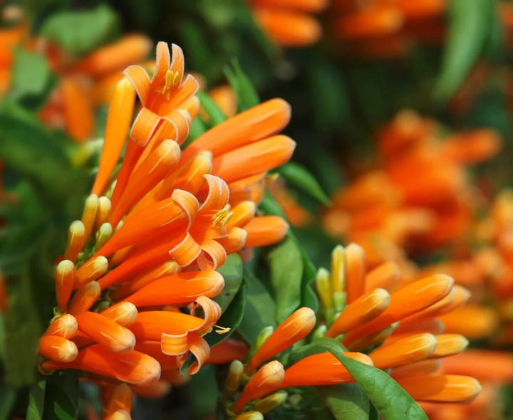 Honeysuckle Flower Seeds Orange – Heirloom, Non-GMO, High Germination Seeds