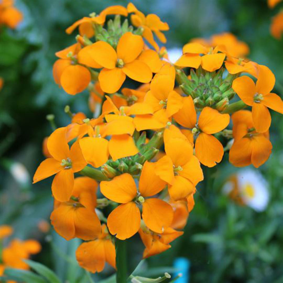 Semillas de Flores Cheiranthus Allionii Naranja – Variedad Tradicional, No Modificadas Genéticamente, Alta Germinación