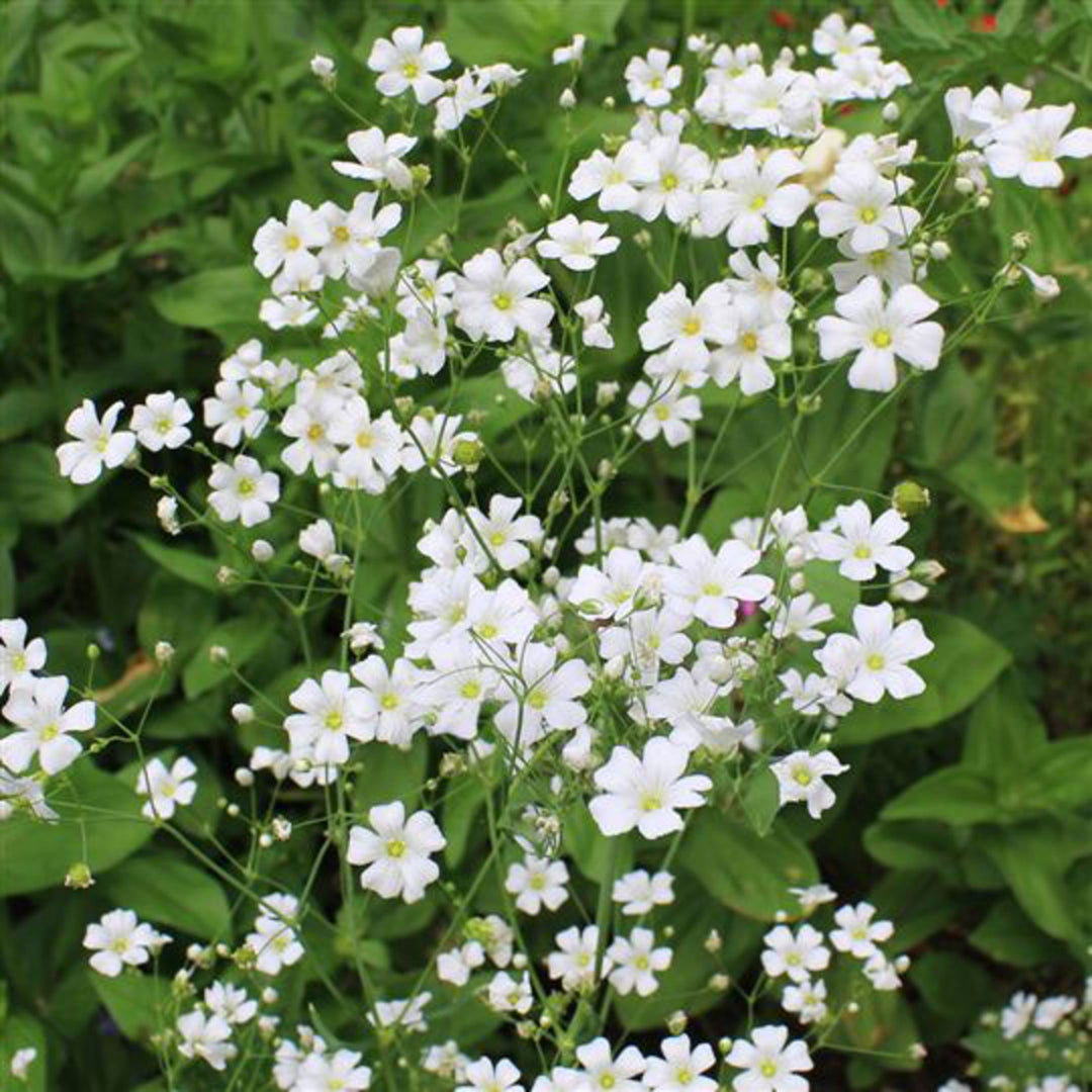 White Gypsophila Flowers Seeds – Heirloom, Non-GMO, High Germination Seeds