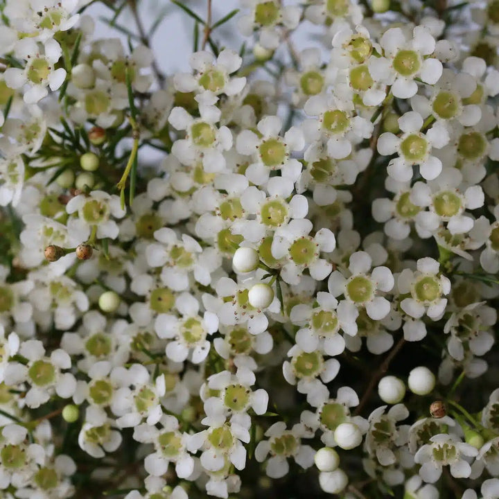 Chamelaucium Flower Seeds White for Planting – Heirloom Non-GMO High Germination Seeds