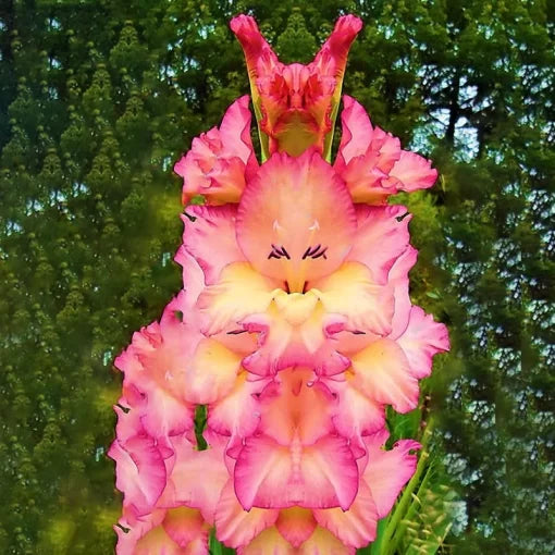 gladiolus sword flower seeds