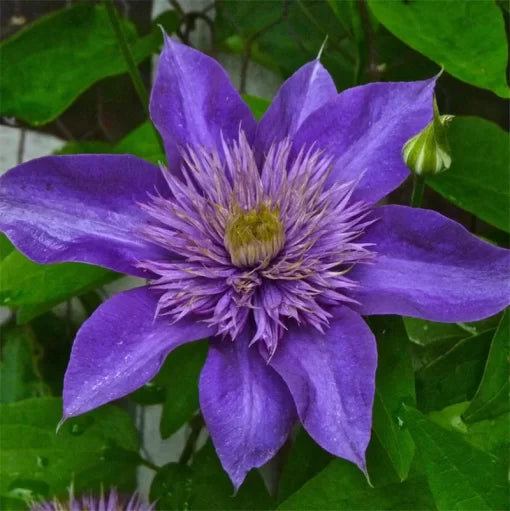 clematis flower flower seeds