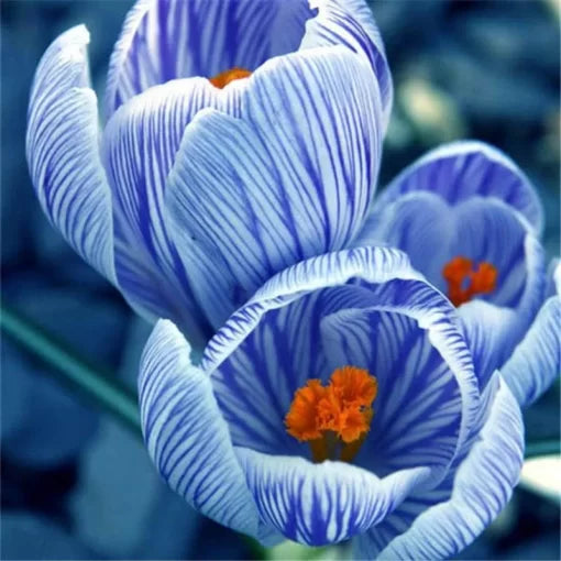 dutch saffron flower seeds