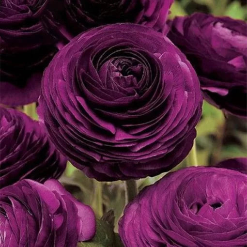persian buttercup flower seeds