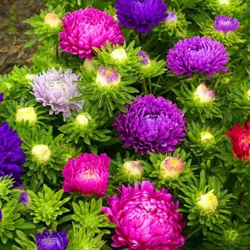 multicolor aster flower seeds