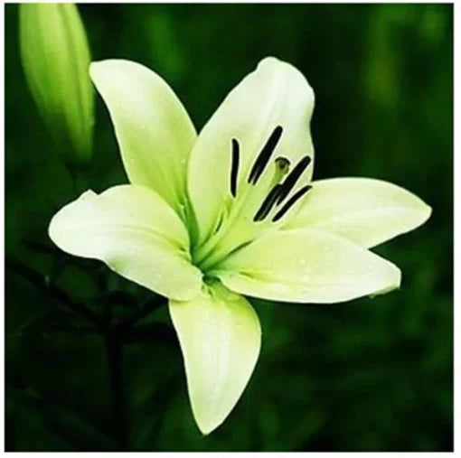 perfume lily flower seeds